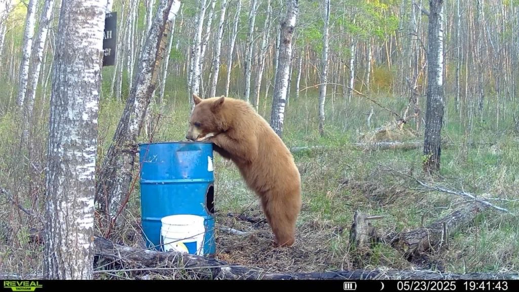 trailcam-sk-blak-bear-mistatim-outfitting-10
