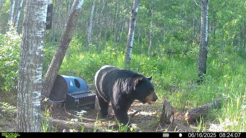 trailcam-sk-blak-bear-mistatim-outfitting-11