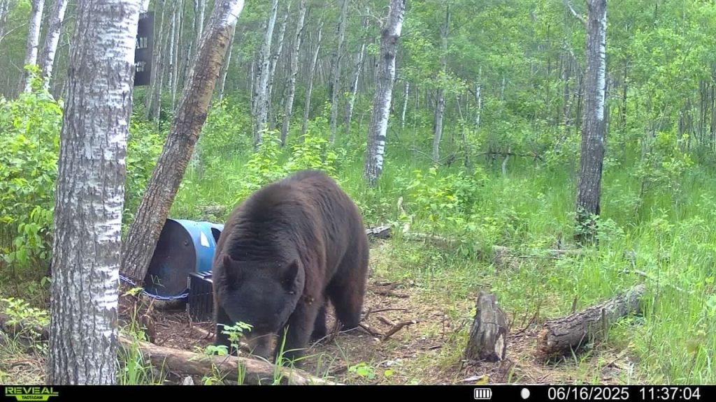 trailcam-sk-blak-bear-mistatim-outfitting-12