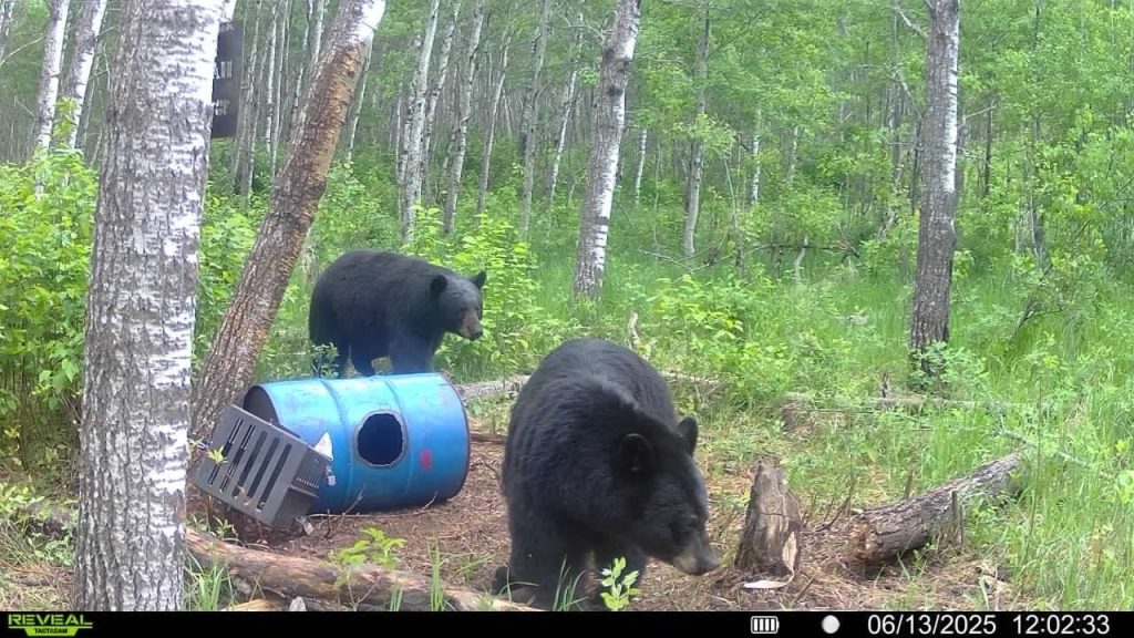 trailcam-sk-blak-bear-mistatim-outfitting-13