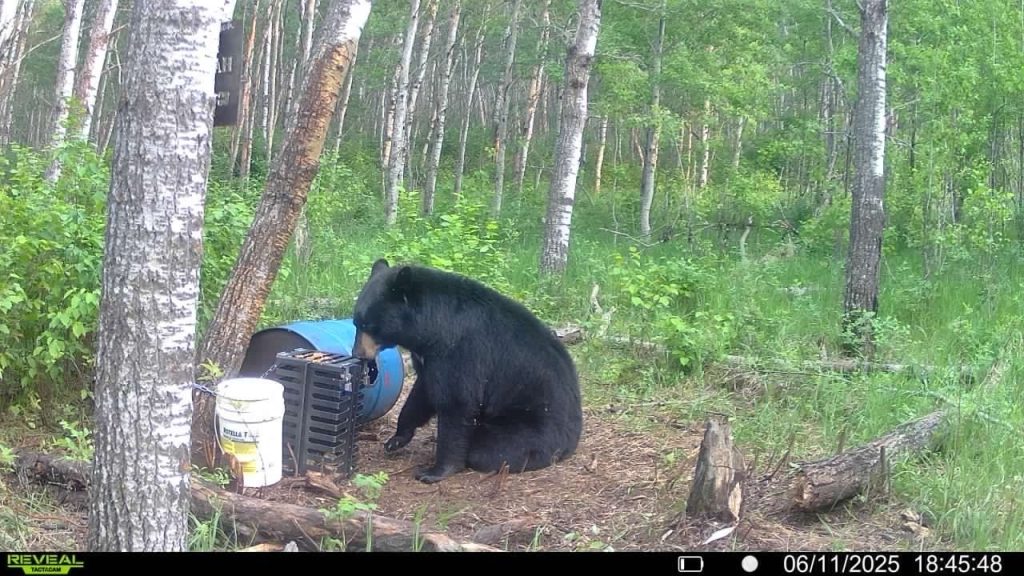 trailcam-sk-blak-bear-mistatim-outfitting-14