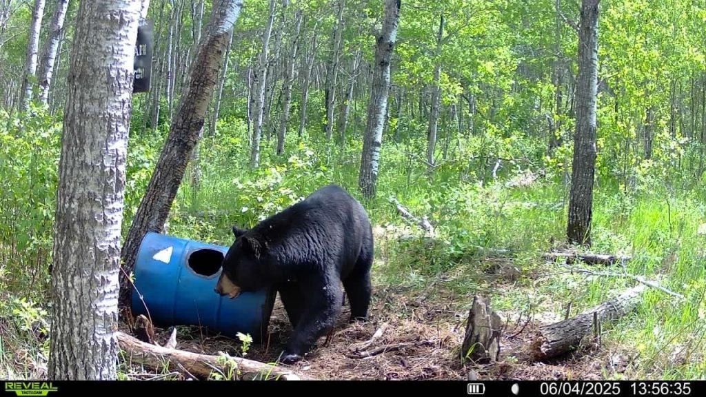 trailcam-sk-blak-bear-mistatim-outfitting-15