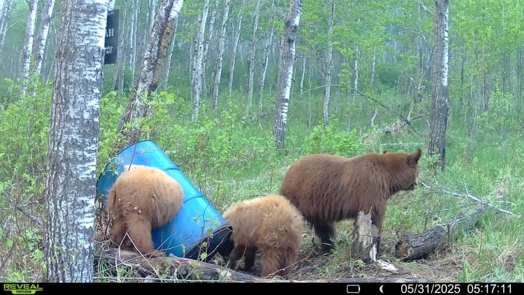 trailcam-sk-blak-bear-mistatim-outfitting-16