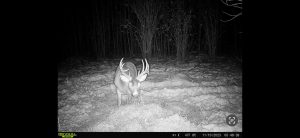 trailcam-sk-whitetail-mistatim-outfitting-huniting-12