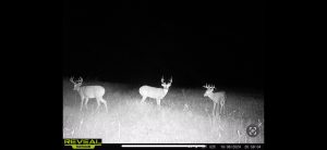 trailcam-sk-whitetail-mistatim-outfitting-huniting-13