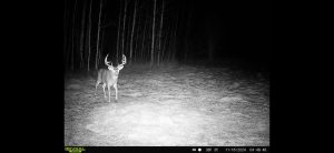 trailcam-sk-whitetail-mistatim-outfitting-huniting-15