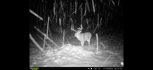 trailcam-sk-whitetail-mistatim-outfitting-huniting-17