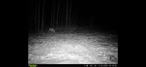 trailcam-sk-whitetail-mistatim-outfitting-huniting-20