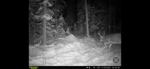 trailcam-sk-whitetail-mistatim-outfitting-huniting-21