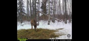 trailcam-sk-whitetail-mistatim-outfitting-huniting-22