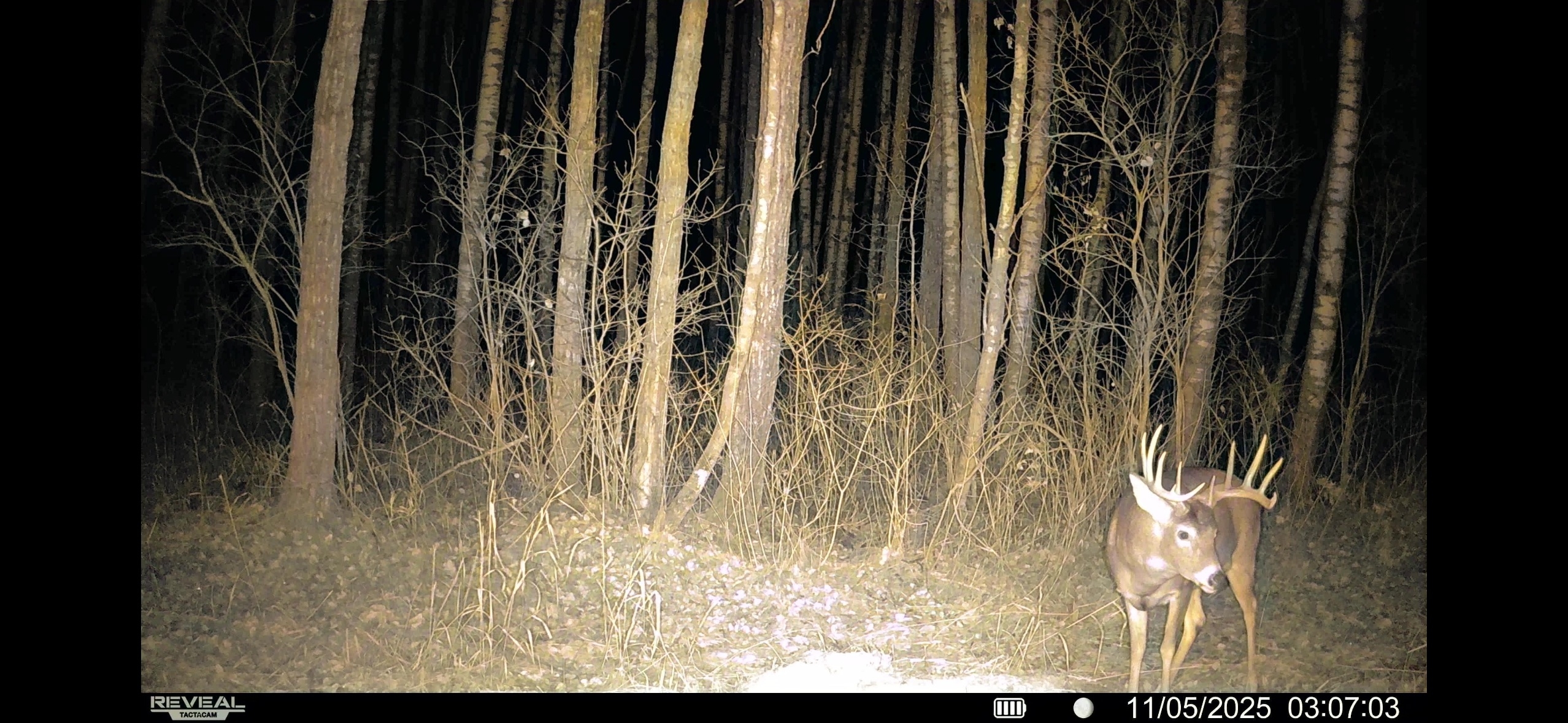 trailcam-sk-whitetail-mistatim-outfitting-huniting-25