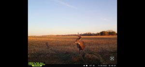 trailcam-sk-whitetail-mistatim-outfitting-huniting-28