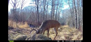 trailcam-sk-whitetail-mistatim-outfitting-huniting-29