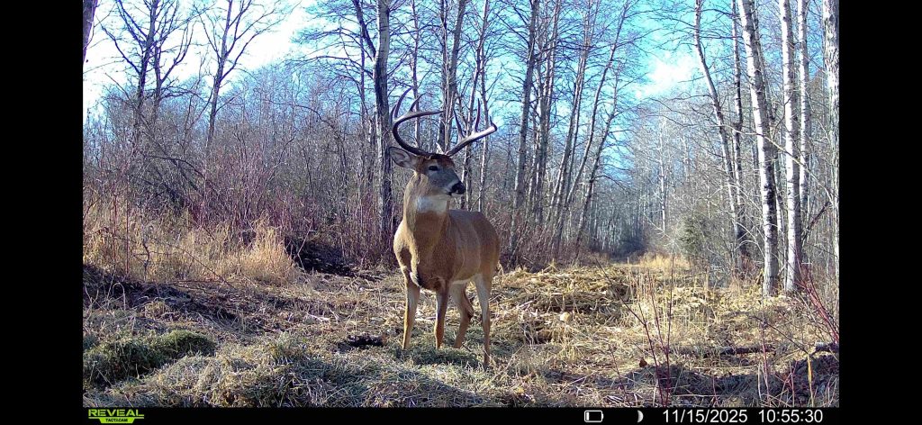 trailcam-sk-whitetail-mistatim-outfitting-huniting-30