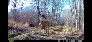 trailcam-sk-whitetail-mistatim-outfitting-huniting-30