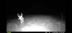 trailcam-sk-whitetail-mistatim-outfitting-huniting-32