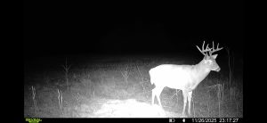 trailcam-sk-whitetail-mistatim-outfitting-huniting-33