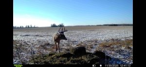 trailcam-sk-whitetail-mistatim-outfitting-huniting-34