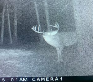 trailcam-sk-whitetail-mistatim-outfitting-huniting-35