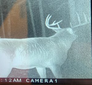 trailcam-sk-whitetail-mistatim-outfitting-huniting-36