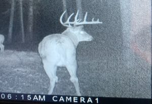 trailcam-sk-whitetail-mistatim-outfitting-huniting-38