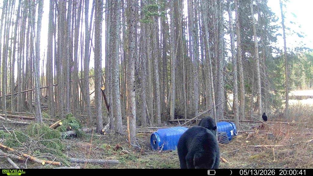 spring-bear-2026-mistatim-trailcam-030