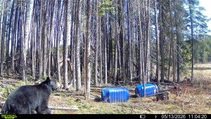 spring-bear-2026-mistatim-trailcam-031