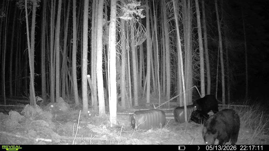spring-bear-2026-mistatim-trailcam-032