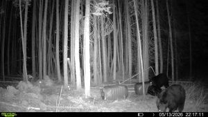 spring-bear-2026-mistatim-trailcam-032