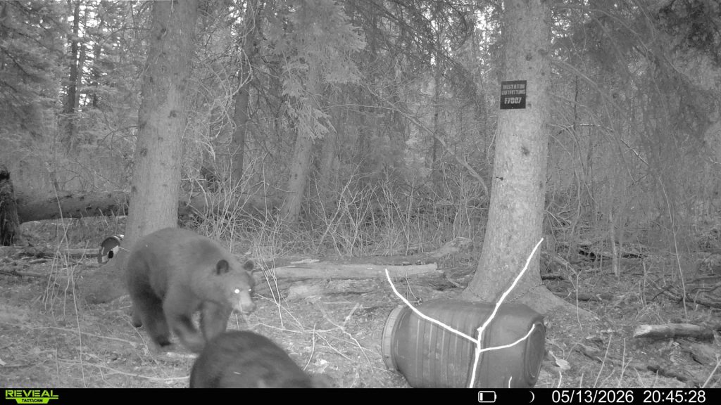 spring-bear-2026-mistatim-trailcam-033