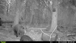 spring-bear-2026-mistatim-trailcam-033