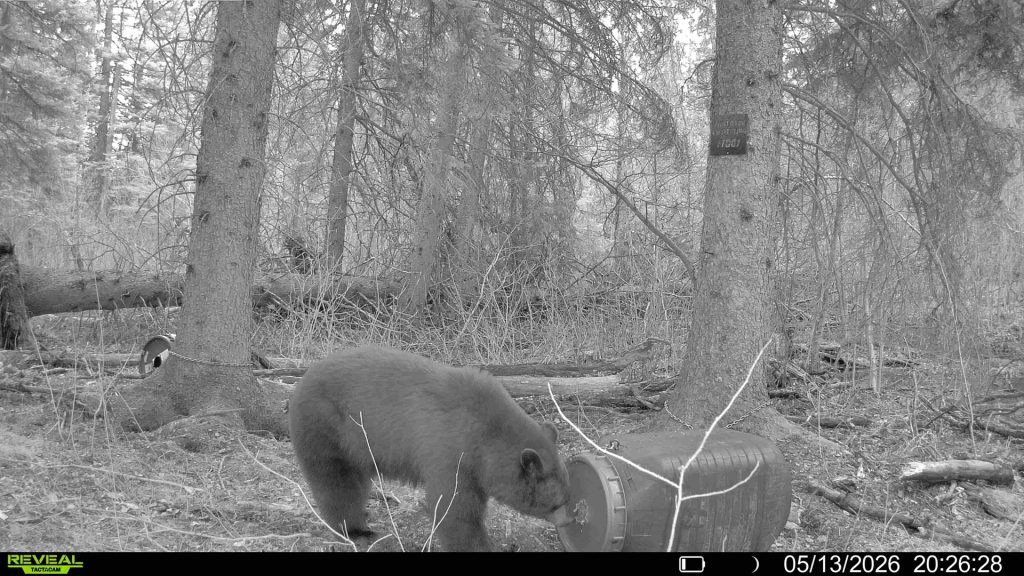 spring-bear-2026-mistatim-trailcam-034