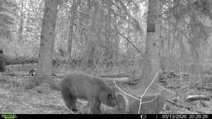 spring-bear-2026-mistatim-trailcam-034