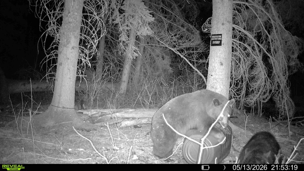 spring-bear-2026-mistatim-trailcam-035