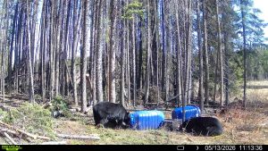 spring-bear-2026-mistatim-trailcam-1403